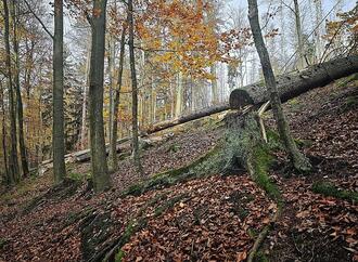 Trump-Regierung drängt Berlin zu Ausnahme in EU-Waldschutzgesetz