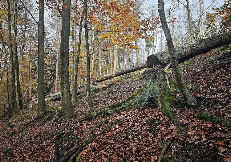 Trump-Regierung drängt Berlin zu Ausnahme in EU-Waldschutzgesetz