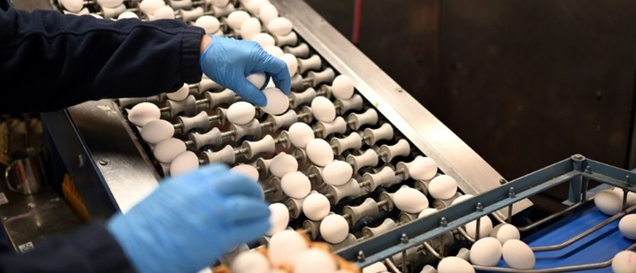 Zahl der Eier von Hennen aus Freiland- oder Ökohaltung erneut gestiegen