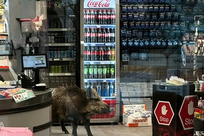 Wildschwein dringt in Discounter ein: Einkaufszentrum in Berlin geräumt