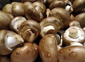 Studie: Deutsche wissen wenig über heimische Pilze