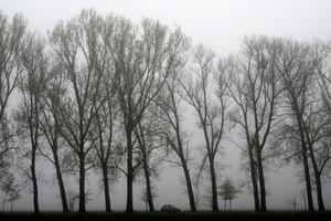 Baum stürzt auf fahrendes Auto - Fahrer in Baden-Württemberg tödlich verletzt
