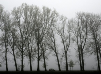 Baum stürzt auf fahrendes Auto - Fahrer in Baden-Württemberg tödlich verletzt