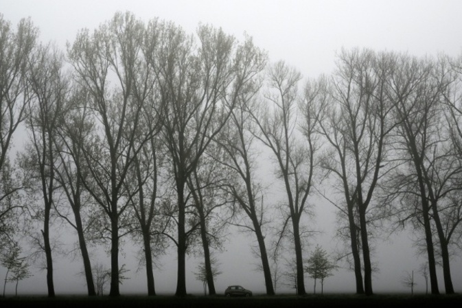 Baum stürzt auf fahrendes Auto - Fahrer in Baden-Württemberg tödlich verletzt
