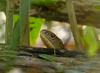 Einsatzkräfte beschlagnahmen in Stuttgart giftige Kobra und Waran aus Wohnung
