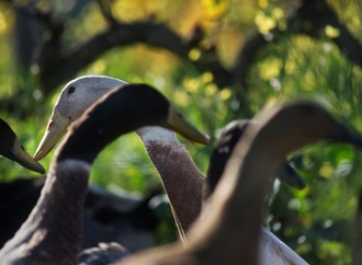 Laufenten sorgen für mehrere Polizeieinsätze in Kempten