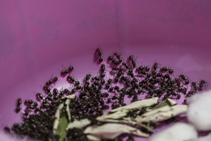 Versuchter Ameisen-Schmuggel: Zwei Männer in Kenia vor Gericht