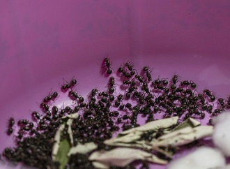 Versuchter Ameisen-Schmuggel: Zwei Männer in Kenia vor Gericht