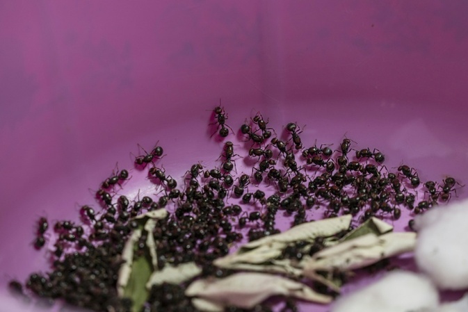 Versuchter Ameisen-Schmuggel: Zwei Männer in Kenia vor Gericht