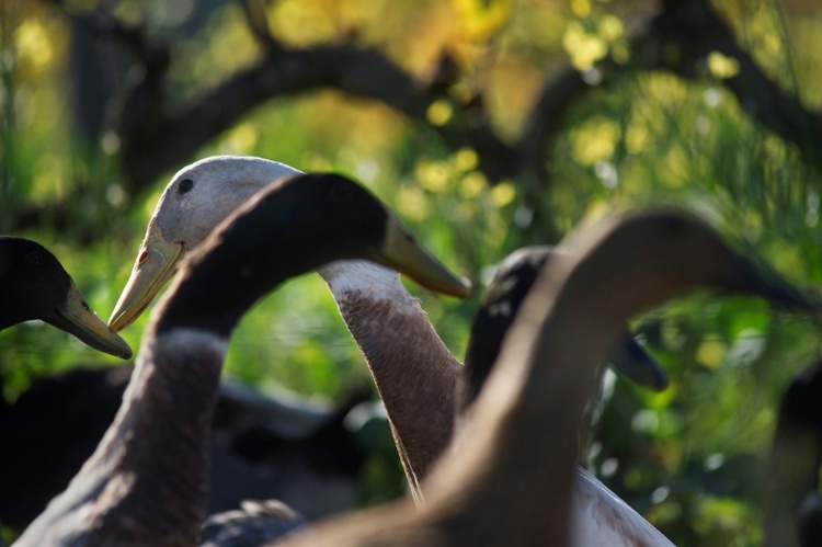 Nach mehreren Polizeieinsätzen: Kemptener Laufenten wieder zu Hause