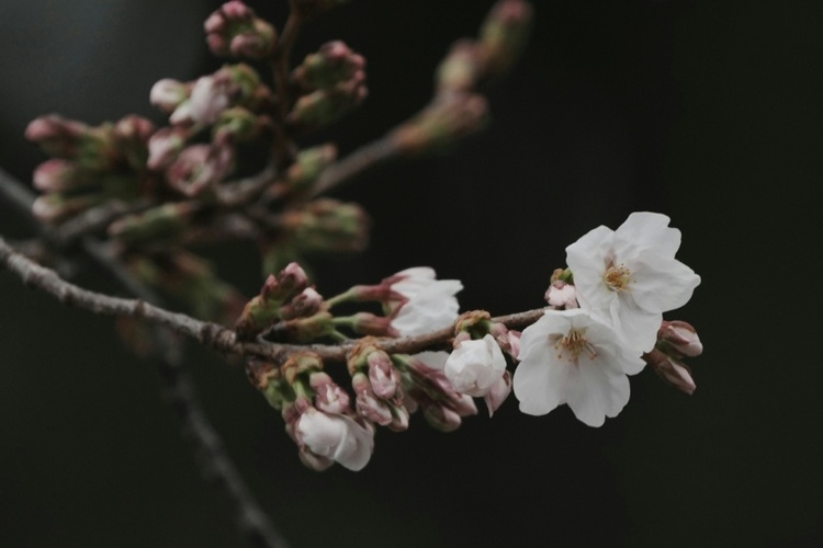 Zarte Frühlingsboten: Kirschblüte in Tokio hat offiziell begonnen