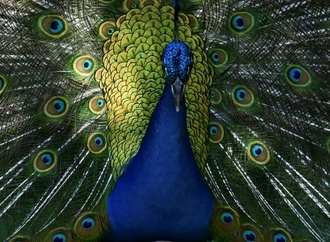 Ausgebüxter Pfau auf hessischer Autobahn hält Polizei auf Trab