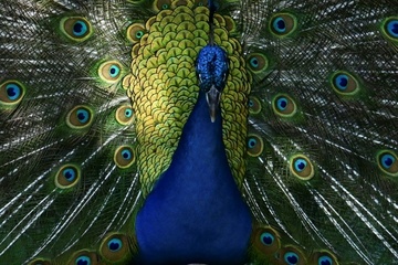 Ausgebüxter Pfau auf hessischer Autobahn hält Polizei auf Trab