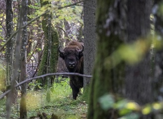 Drei Wildbisons in Polens Bialowieza-Urwald durch Zug getötet