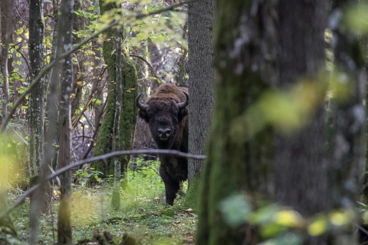 Drei Wildbisons in Polens Bialowieza-Urwald durch Zug getötet
