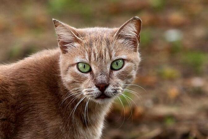Tierheime stehen weiter unter erheblichem Druck