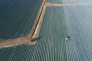 Erntemenge und Anbaufläche von Spargel in Deutschland rückläufig