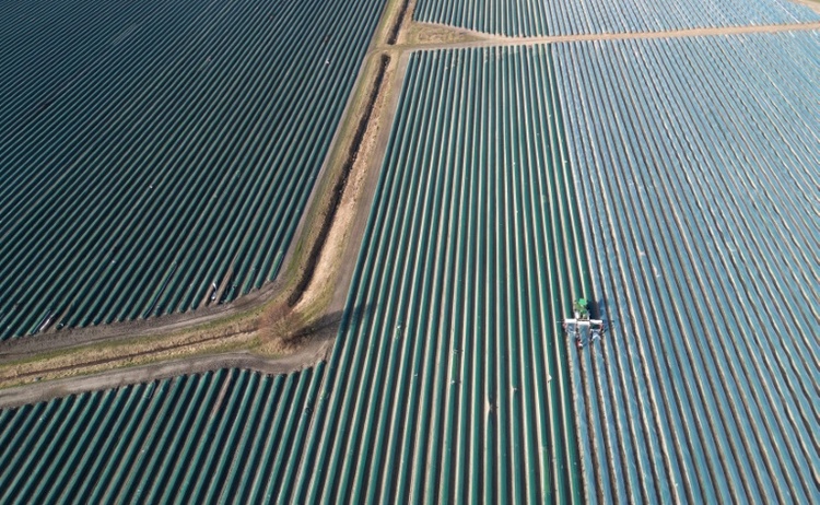 Erntemenge und Anbaufläche von Spargel in Deutschland rückläufig