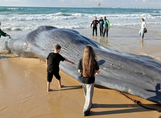 Wal an Ostseeküste Schleswig-Holsteins gestrandet - Tier soll gerettet werden