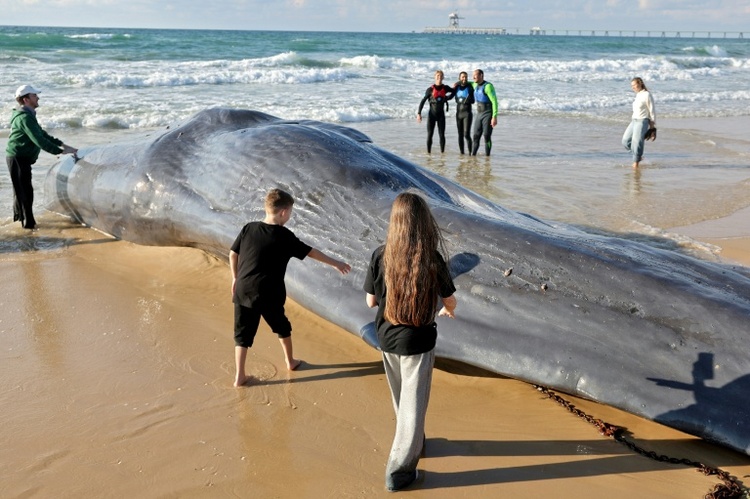 Wal an Ostseeküste Schleswig-Holsteins gestrandet - Tier soll gerettet werden