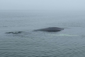 Gestrandeter Wal in Lübecker Bucht: Weitere Rettungsaktion geplant