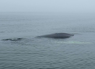 Lübecker Bucht: Zustand von gestrandetem Wal verschlechtert sich