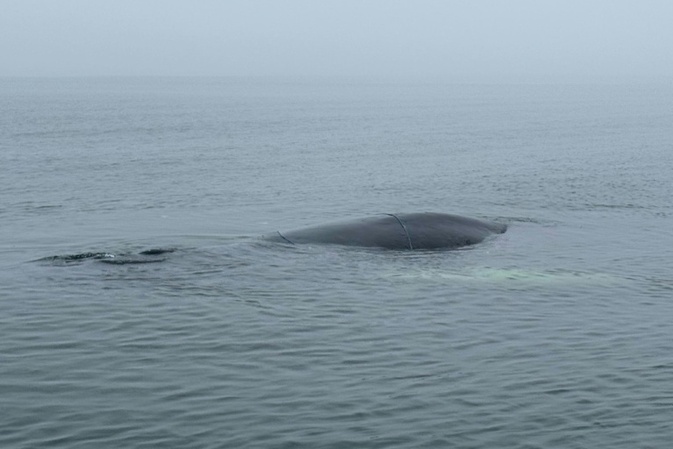 Gestrandeter Wal in Lübecker Bucht: Weitere Rettungsaktion geplant