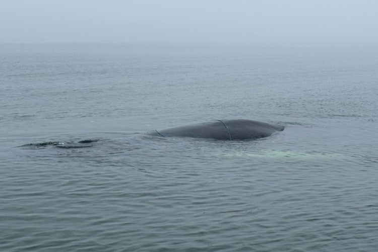 Lübecker Bucht: Zustand von gestrandetem Wal verschlechtert sich