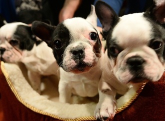 Hundewelpen zu früh von Mutter getrennt: Berliner Gericht untersagt Tierhaltung