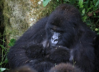Äußerst selten: Erneute Geburt von Berggorilla-Zwillingen in DR Kongo