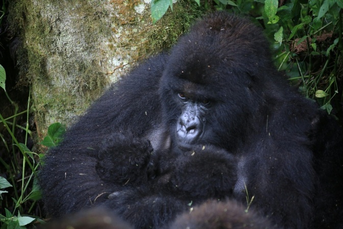 Äußerst selten: Erneute Geburt von Berggorilla-Zwillingen in DR Kongo