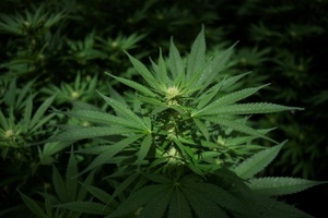 Bundesgerichtshof verbietet Werbung für Behandlung mit medizinischem Cannabis