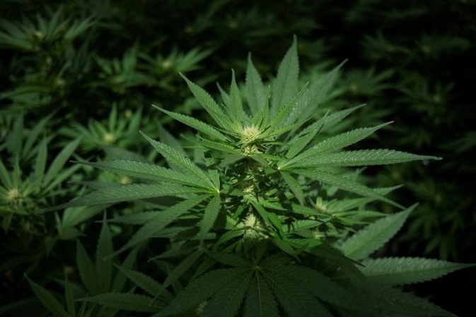 Bundesgerichtshof verbietet Werbung für Behandlung mit medizinischem Cannabis