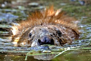 Biber fluten Wald: Bundesverwaltungsgericht stärkt Rechte von Eigentümern