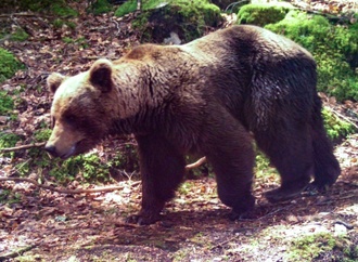 Bären in den Pyrenäen von Inzucht und genetischen Defekten bedroht