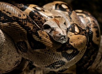 Polizei beschlagnahmt Anakondas, Boas und Pythons in Wohnhaus in Italien