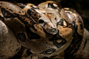 Polizei beschlagnahmt Anakondas, Boas und Pythons in Wohnhaus in Italien