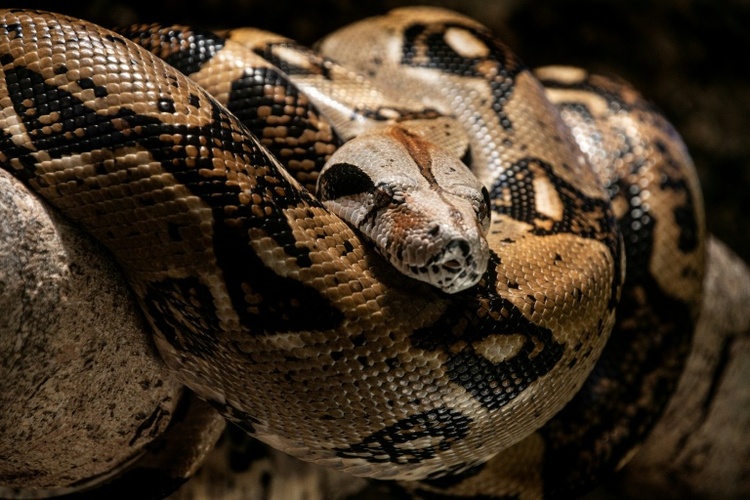 Polizei beschlagnahmt Anakondas, Boas und Pythons in Wohnhaus in Italien