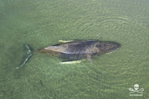 Vor Ostseeküste gestrandeter Wal ist frei - aber Bangen um weiteres Schicksal