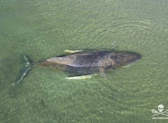Vor Ostseeküste gestrandeter Wal ist frei - aber Bangen um weiteres Schicksal