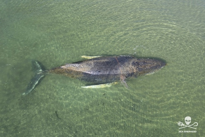 Vor Ostseeküste gestrandeter Wal ist frei - aber Bangen um weiteres Schicksal