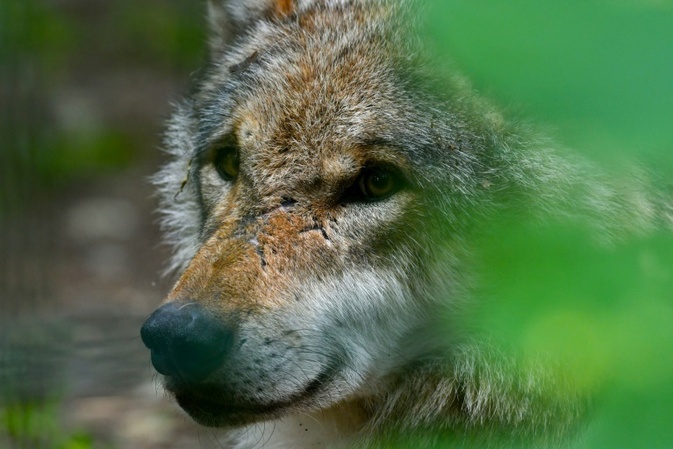 Bundesrat macht Weg frei für Erleichterung der Jagd auf Wölfe