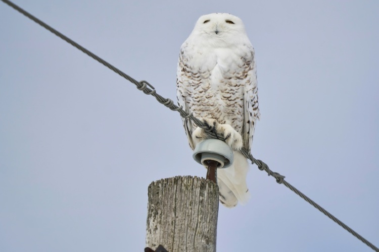 Deutschland Gastgeber nächster Konferenz zum Schutz wandernder Tierarten