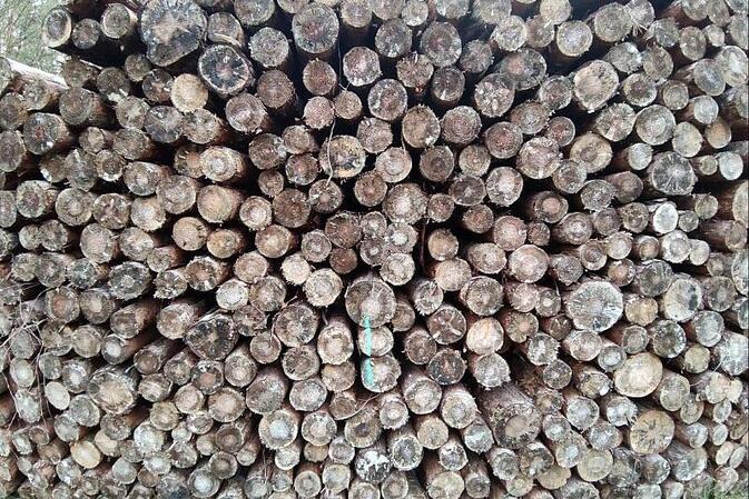 Deutschland legt Vorschläge zur EU-Entwaldungsverordnung vor