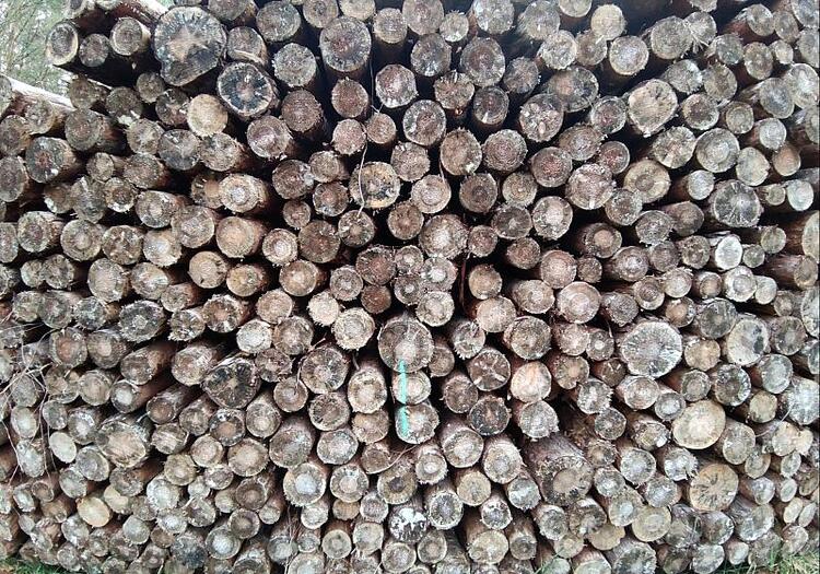 Deutschland legt Vorschläge zur EU-Entwaldungsverordnung vor