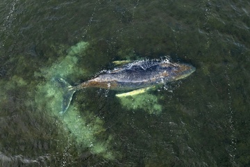 Buckelwal in Wismarer Bucht ist losgeschwommen