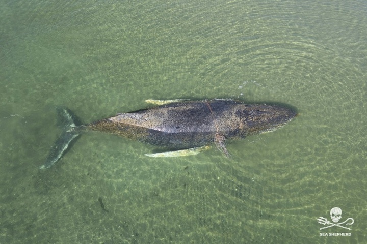Abgetaucht: In Ostsee gestrandeter Buckelwal über Nacht verschwunden