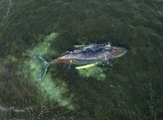 Buckelwal in Ostsee wieder aufgetaucht