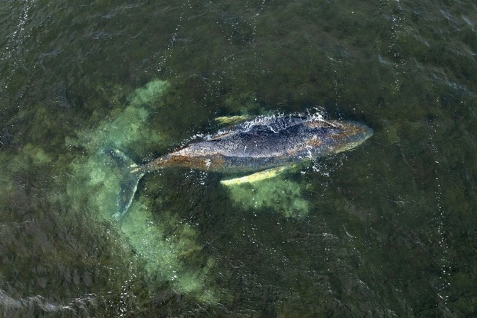 Buckelwal in Ostsee schwimmt sich erneut frei - Zustand weiter kritisch