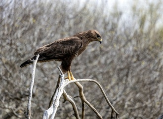 Belgischer Bussard bei Einbuch aus Wildtiergehege geholt